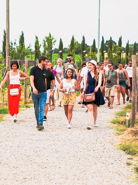 Group walking through vineyard on Siena, San Gimignano, and Chianti day trip.