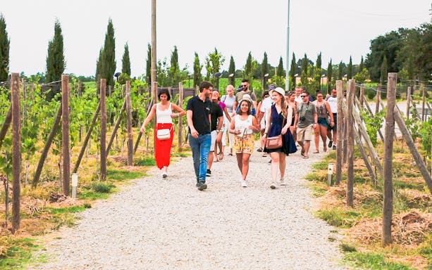 Group walking through vineyard on Siena, San Gimignano, and Chianti day trip.