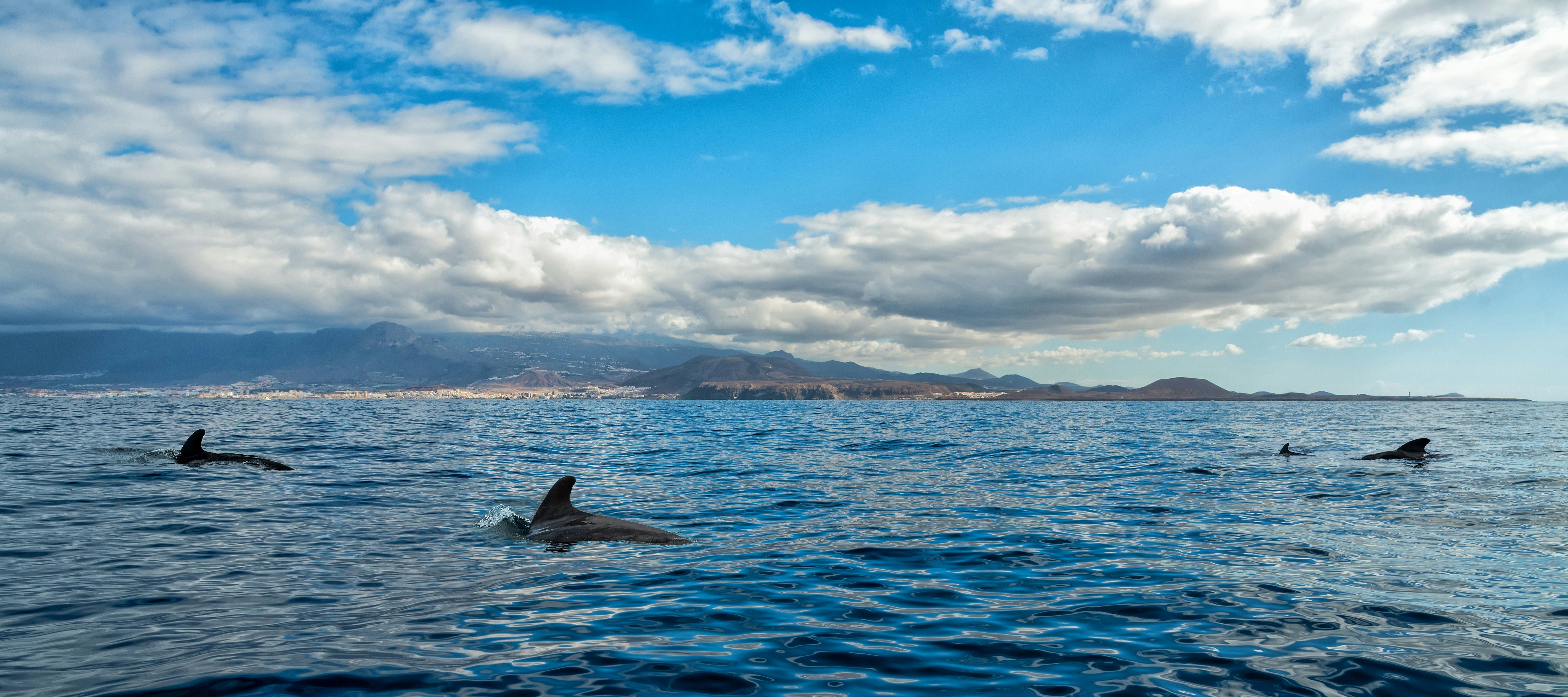 Short-finned pilot whales swimming in a sea panorama near a mountainous coastline.