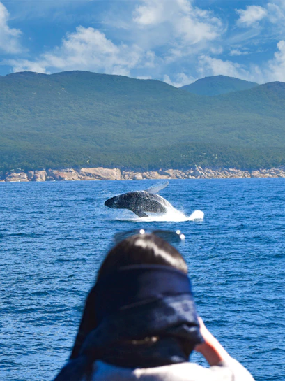 Whale breaching near Wilsons Promontory as tourist watches from cruise.