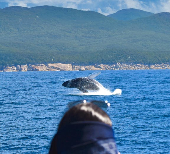 Whale breaching near Wilsons Promontory as tourist watches from cruise.