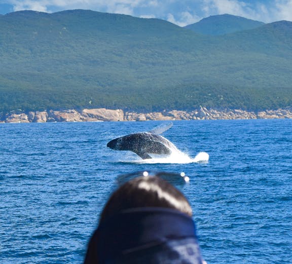 Wilsons Prom Whale Adventure Cruise card