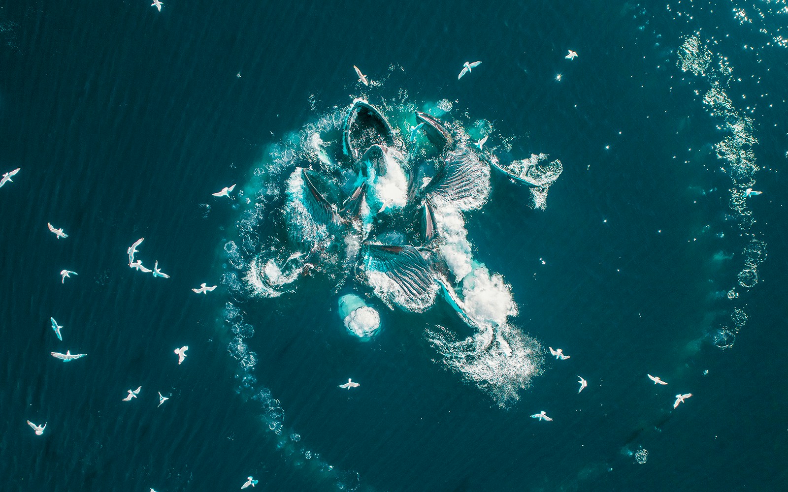 Whales surface feeding in Tenerife, surrounded by seagulls and bubble net formations.