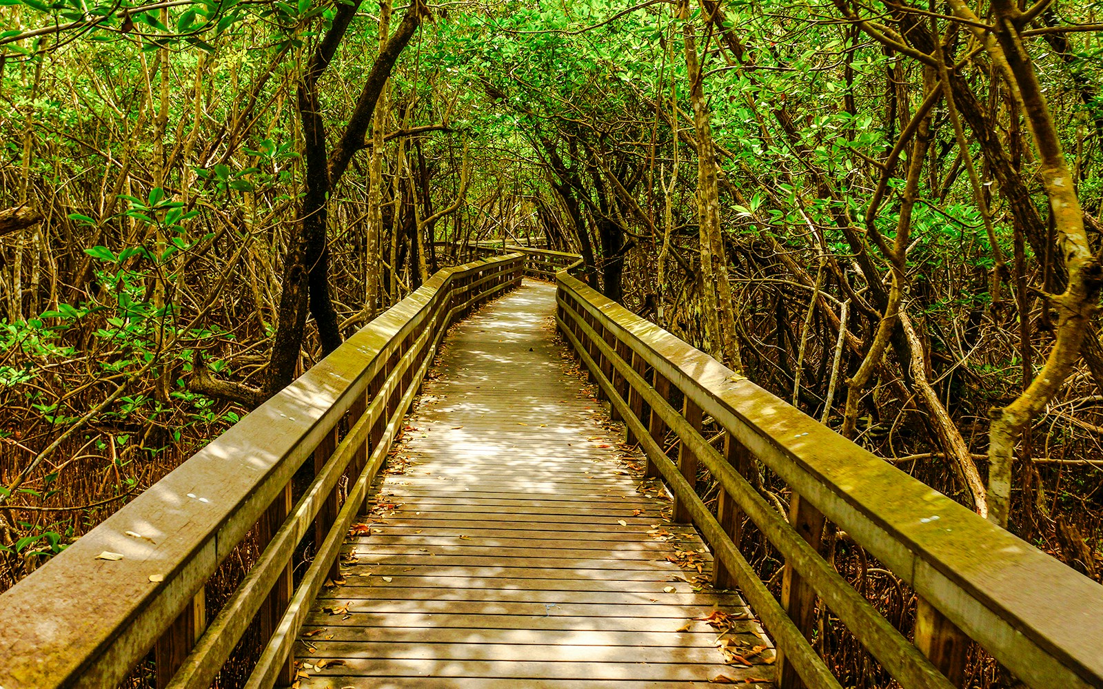 Boardwalk through lush mangroves at Pa-hay-okee Overlook, Everglades.