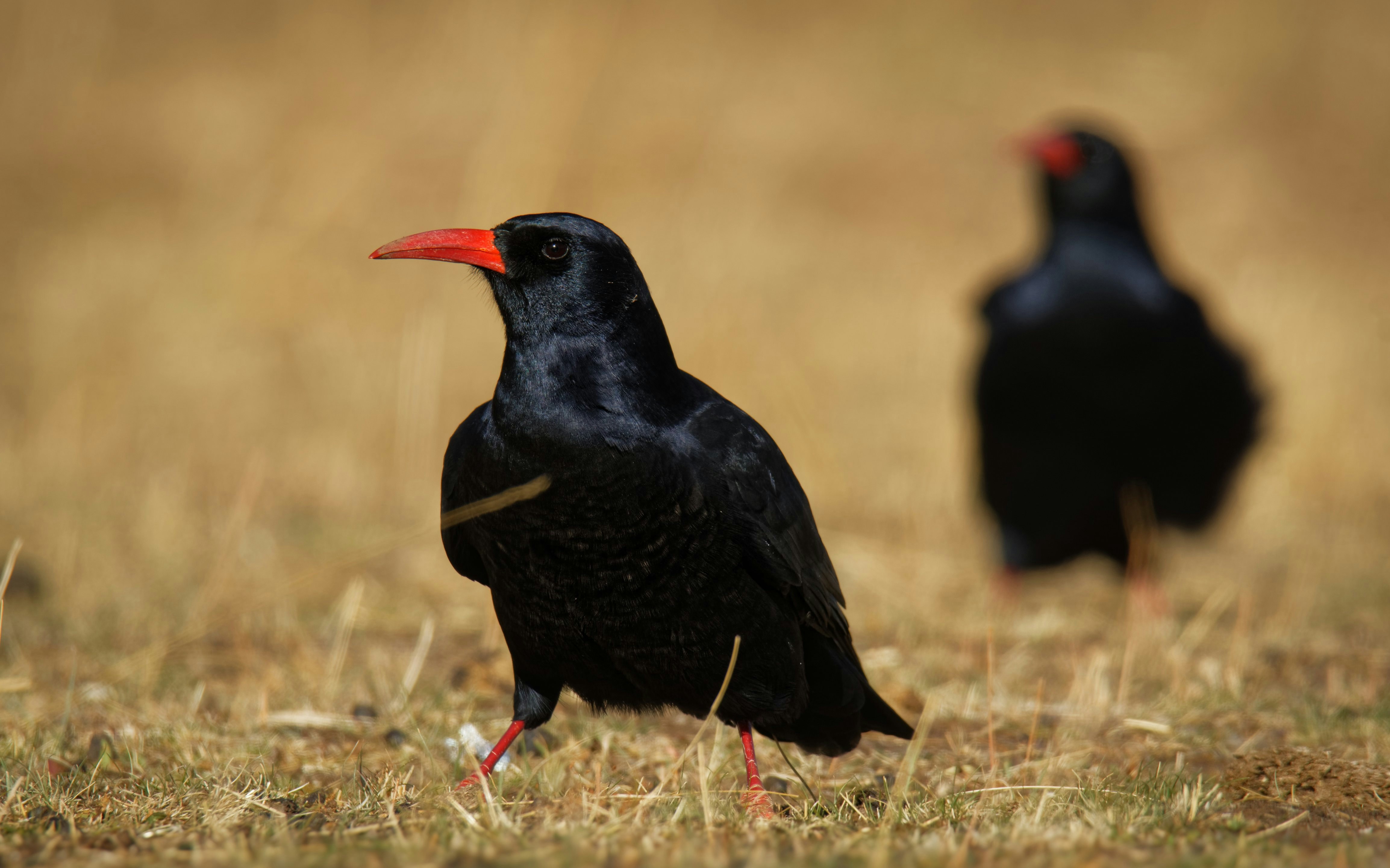 Red-billed Chough on grassy terrain at Cliffs of Moher.