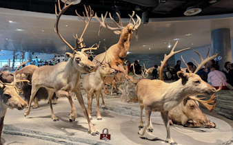 Taxidermy reindeer exhibit at Shanghai Natural History Museum.