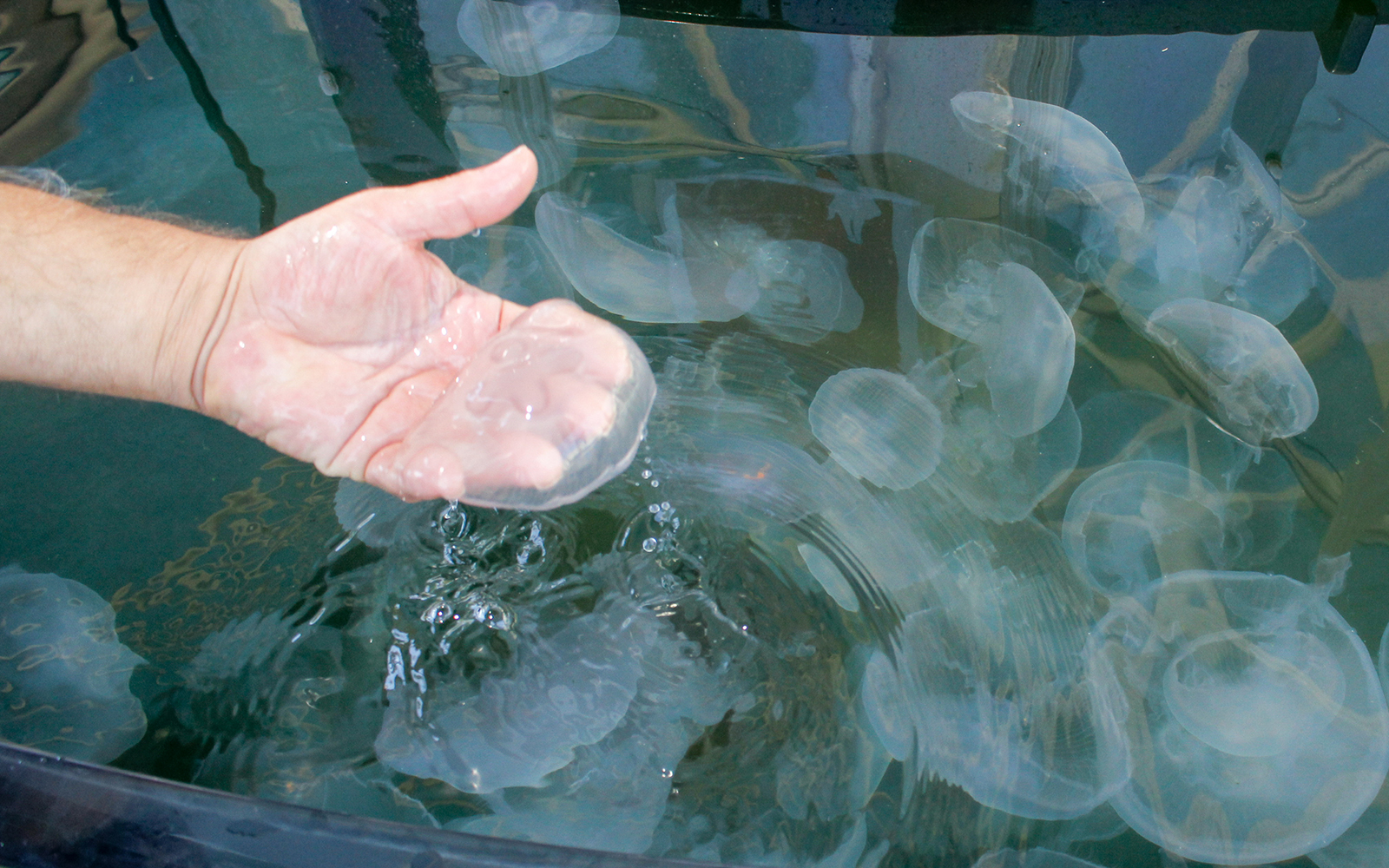 Visitors interacting with moon jellies at the Moon Jelly Touch Lab, Aquarium of the Pacific, Long Beach.