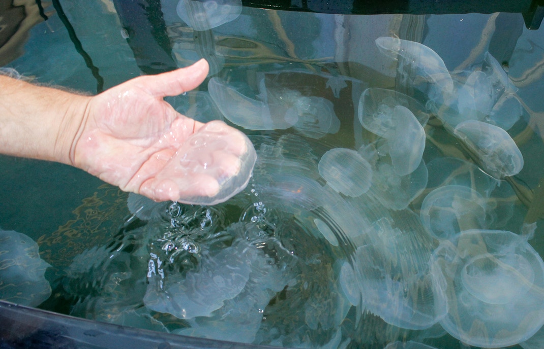 Moon Jelly Touch Lab at Aquarium of the Pacific