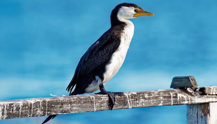 Pied cormorant perched on a weathered wooden railing by the sea.