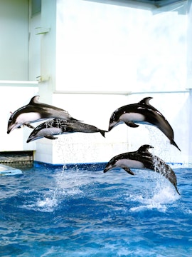 Dolphins leaping in a pool at Noboribetsu Marine Park Nixe, Japan.