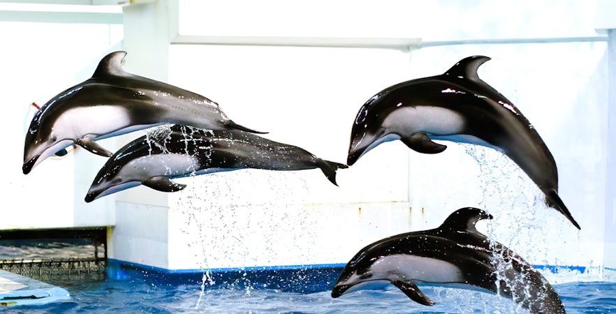 Parque Marinho de Noboribetsu Nixe