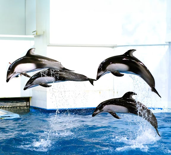 Dolphins leaping in a pool at Noboribetsu Marine Park Nixe, Japan.