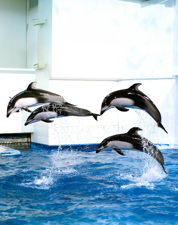 Dolphins leaping in a pool at Noboribetsu Marine Park Nixe, Japan.