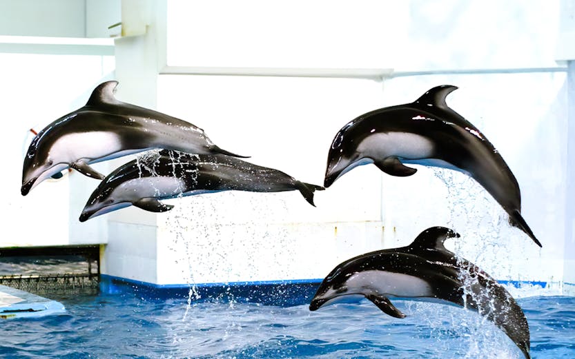 Dolphins leaping in a pool at Noboribetsu Marine Park Nixe, Japan.