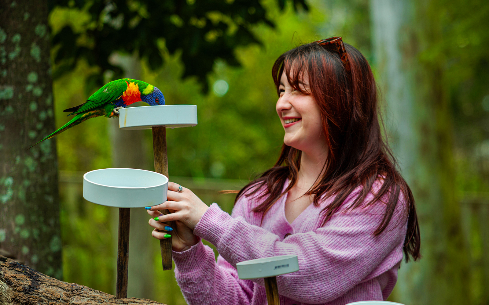 Tourist feeding a colorful parrot at Lone Pine Koala Sanctuary.