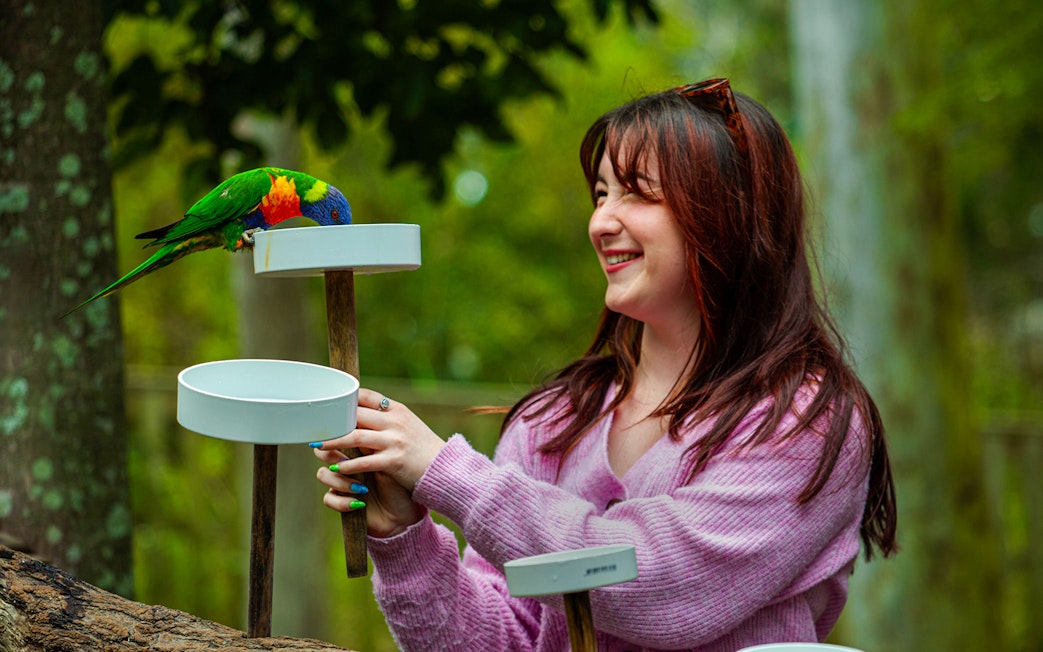Tourist feeding a colorful parrot at Lone Pine Koala Sanctuary.