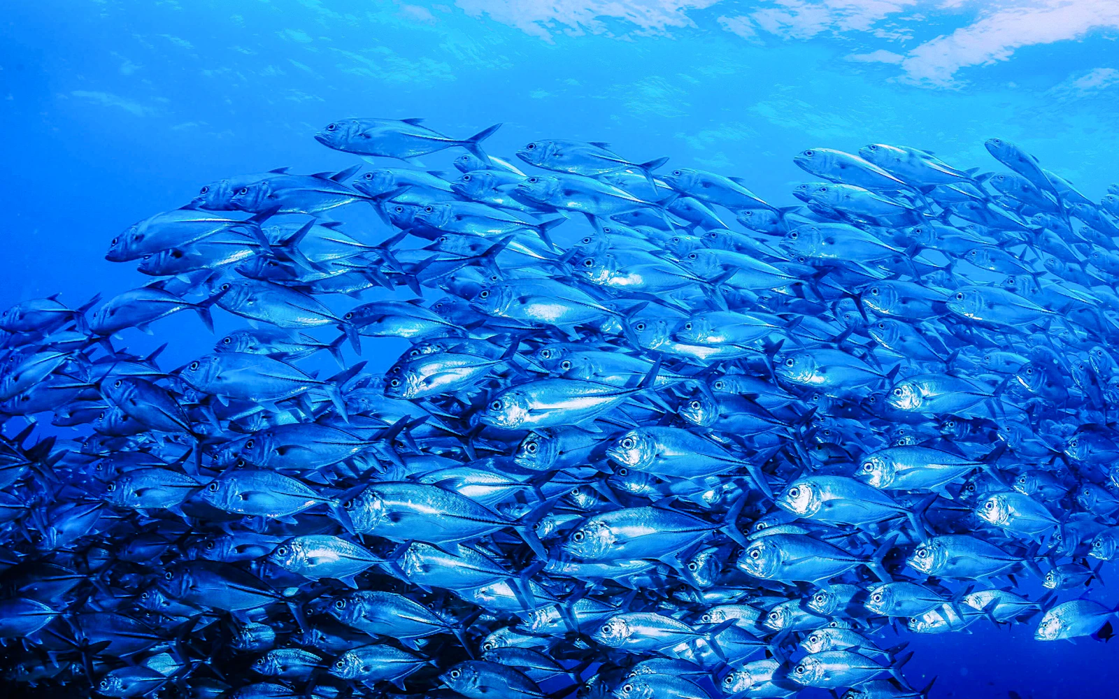 Halkidiki: Beginner Scuba Diving Lesson and Guided Dive Image 3
