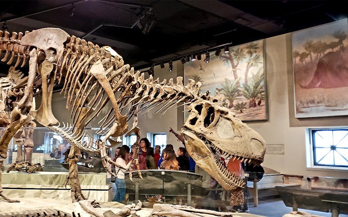 Tyrannosaurus rex fossil exhibit at the Field Museum of Natural History.