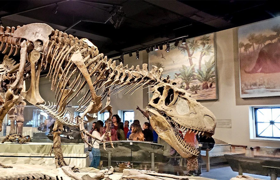 Tyrannosaurus rex fossil exhibit at the Field Museum of Natural History.