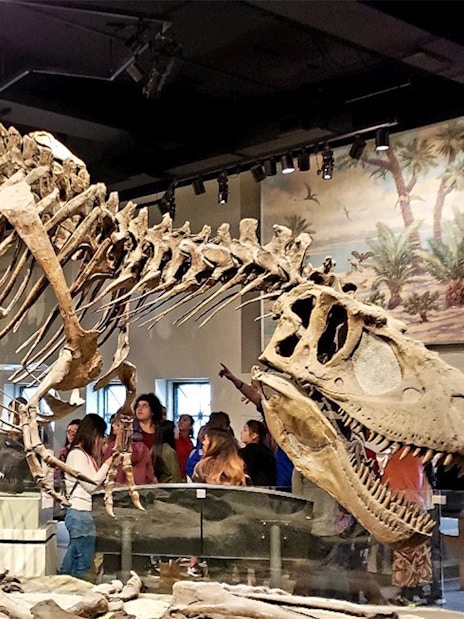 Tyrannosaurus rex fossil exhibit at the Field Museum of Natural History.