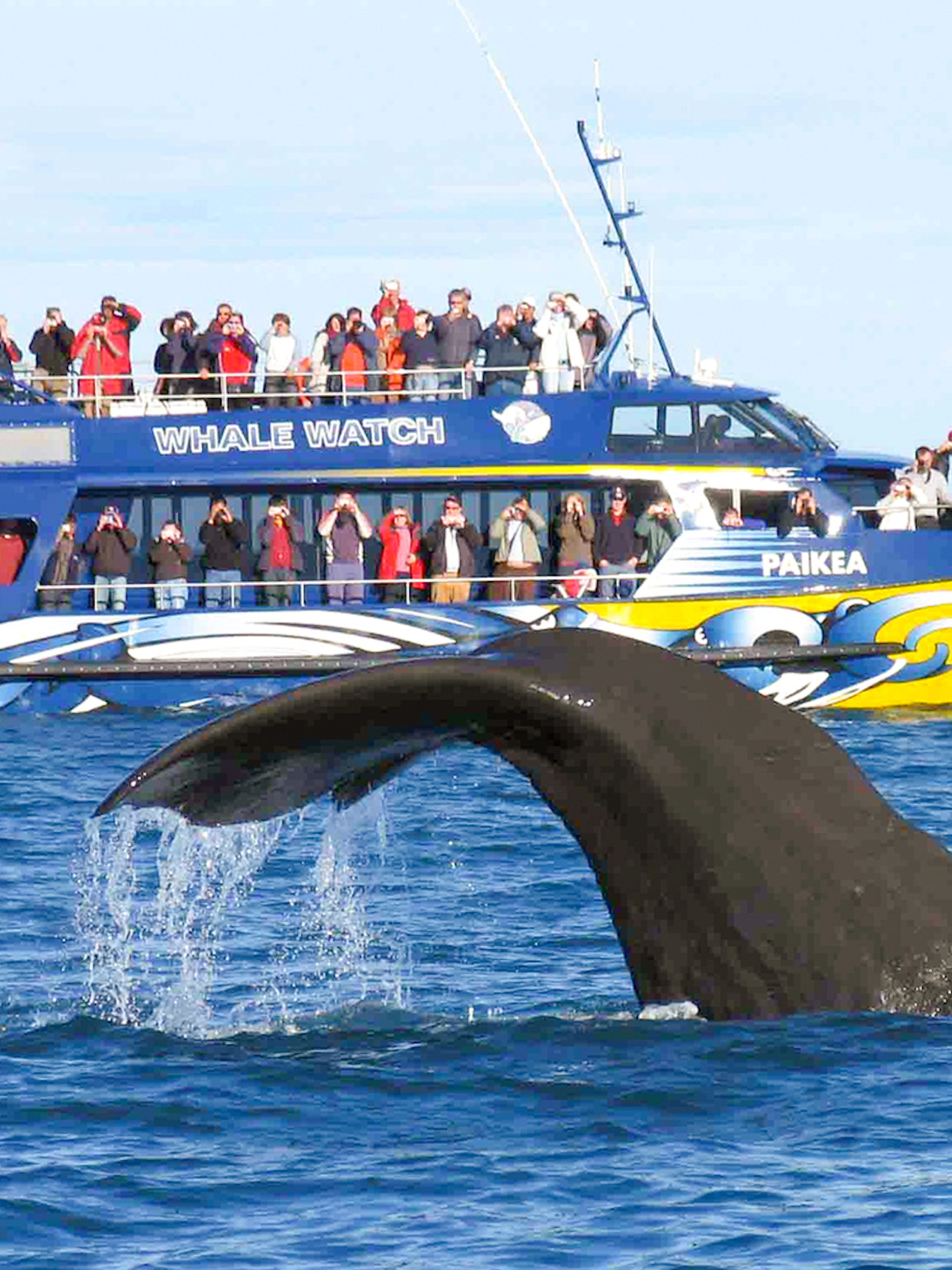 Tourists on a whale-watching boat observe a whale diving in the ocean.