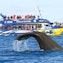 Osservazione di balene a Kaikoura