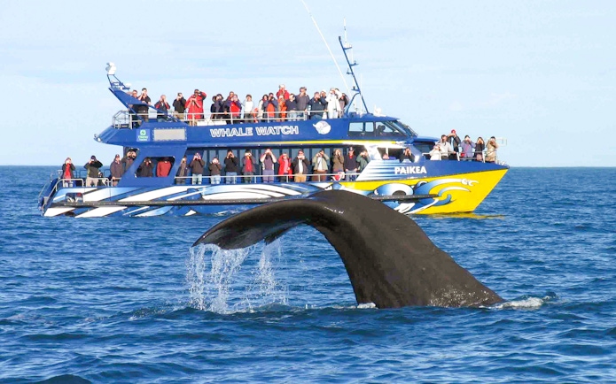Tourists on a whale-watching boat observe a whale diving in the ocean.