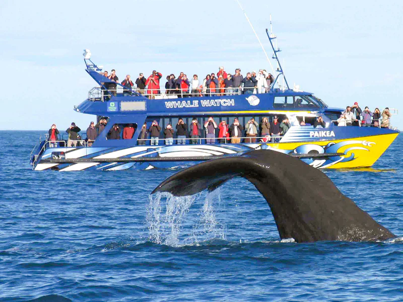 Christchurch To Kaikoura Whale Watch Day Trip With Round Trip Transfers - Kaikoura
