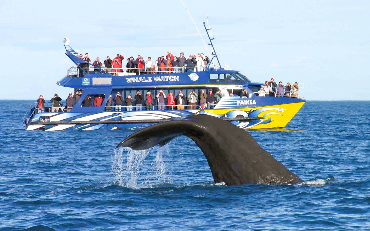 Tourists on a whale-watching boat observe a whale diving in the ocean.