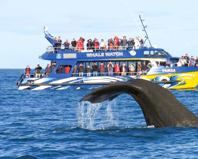 From Christchurch: Kaikoura Whale Watch Day Trip with Round-Trip Transfers