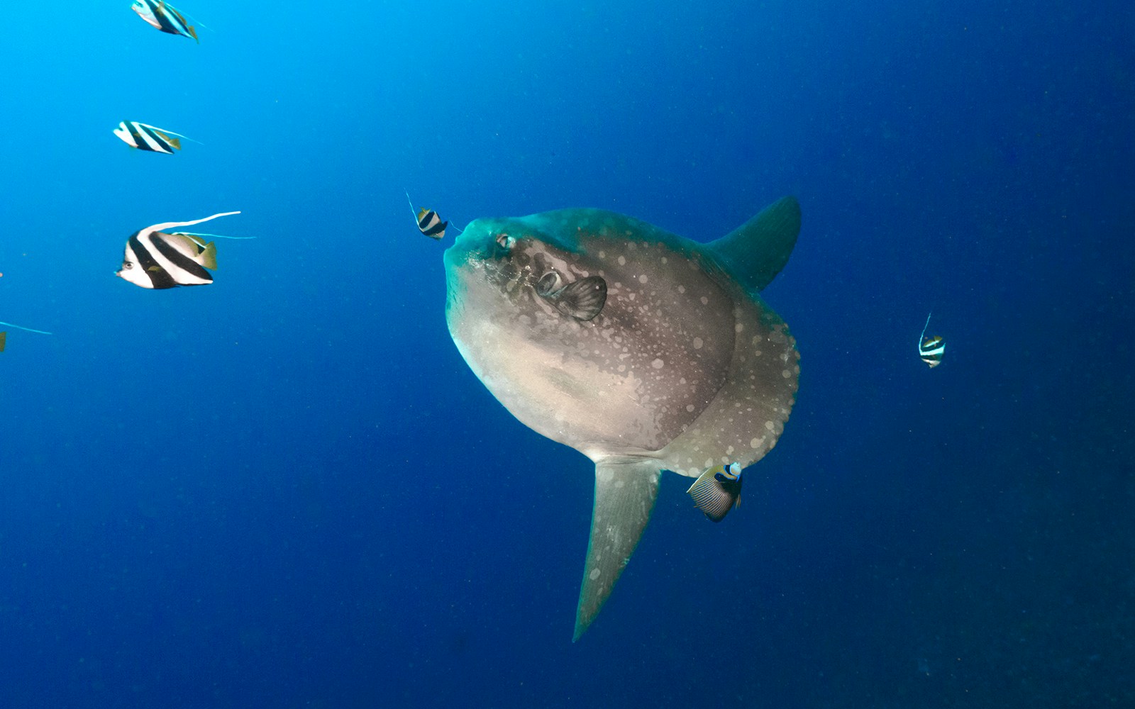 Mola mola