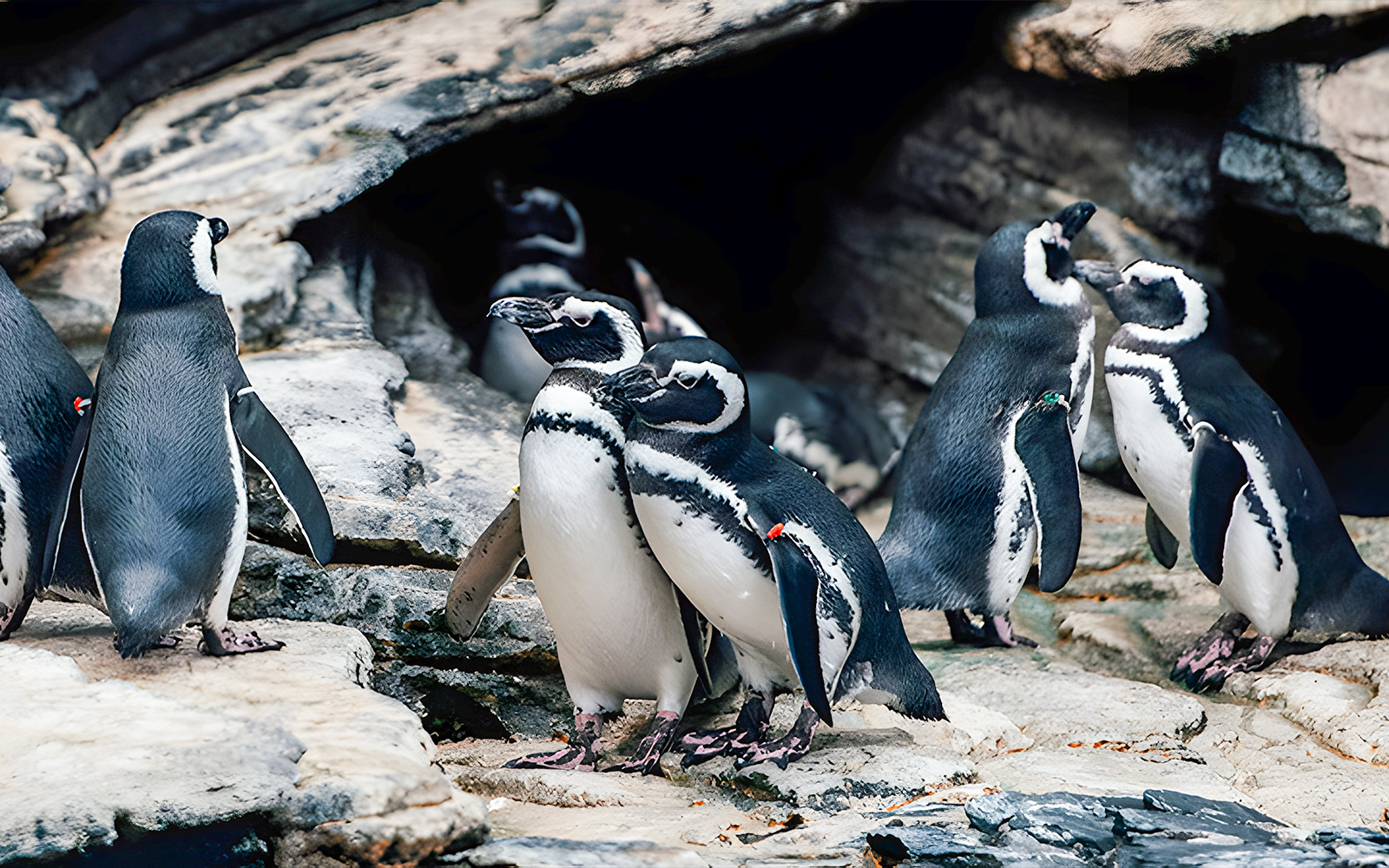 Penguins gathered on rocky terrain at Lisbon Oceanarium.
