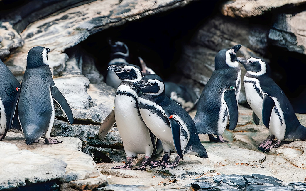 Penguins gathered on rocky terrain at Lisbon Oceanarium.