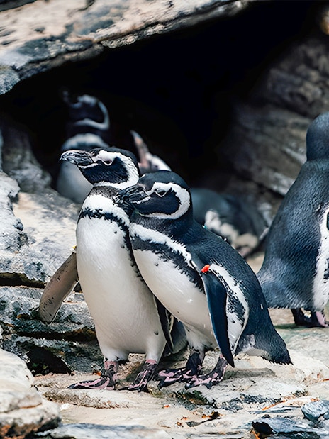 Penguins gathered on rocky terrain at Lisbon Oceanarium.