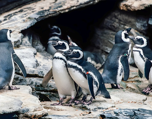 Penguins gathered on rocky terrain at Lisbon Oceanarium.