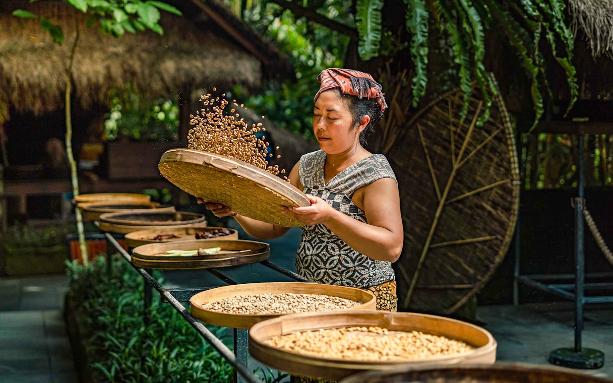 Coffee worker processing beans at Alas Harum Bali.