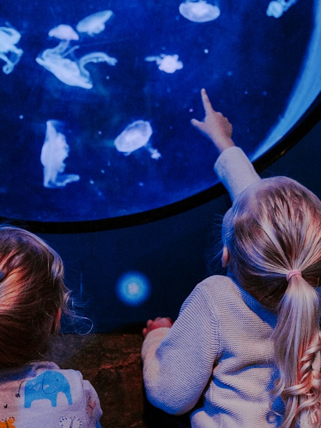 Children observing jellyfish at SEA Life Brighton.