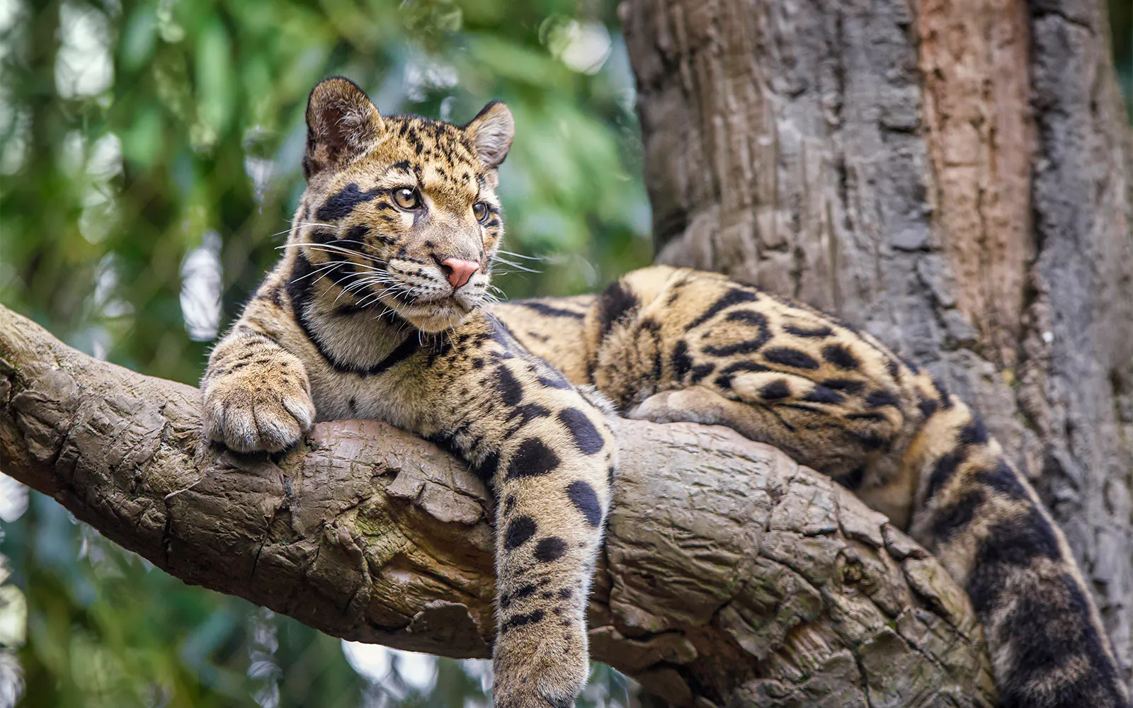 Clouded leopard