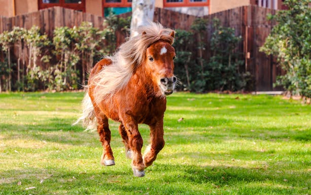 Pony running on grass at Shanghai Wild Animal Park.