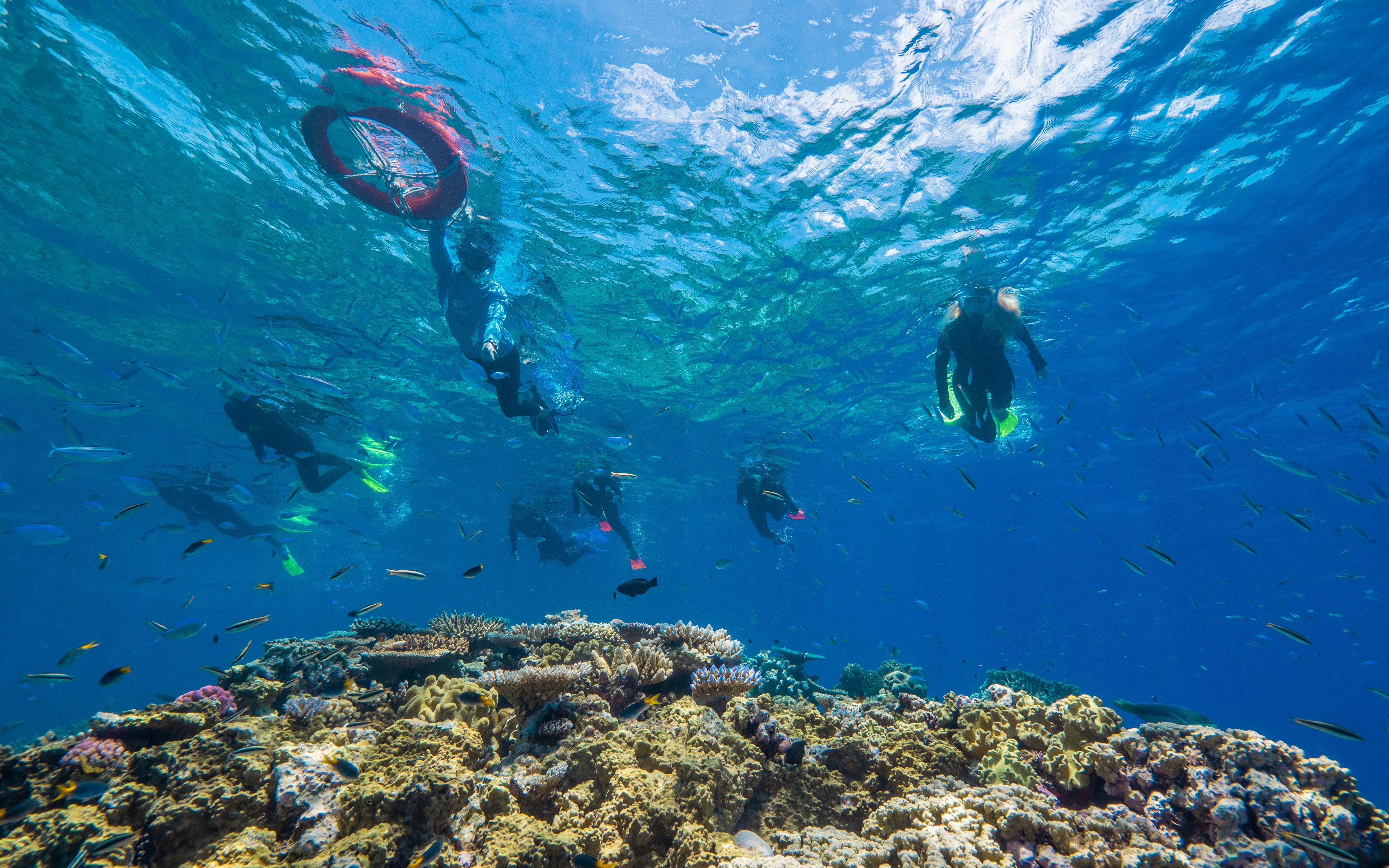 Snorkelers exploring coral reefs in clear waters near Cairns, Australia.