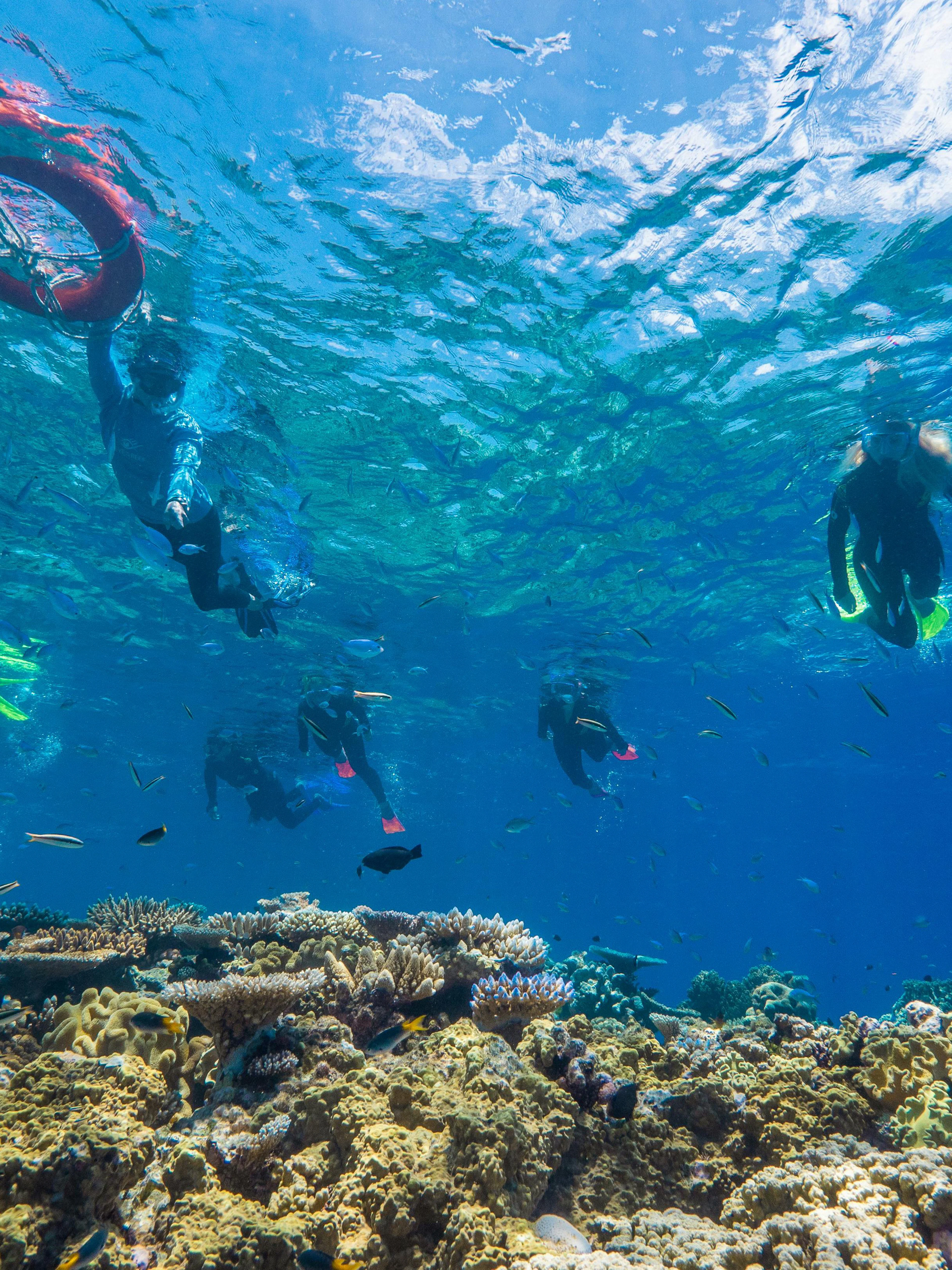 Snorkelers exploring coral reefs in clear waters near Cairns, Australia.