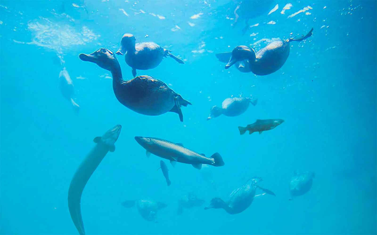 Underwater view of fish swimming with ducks above.