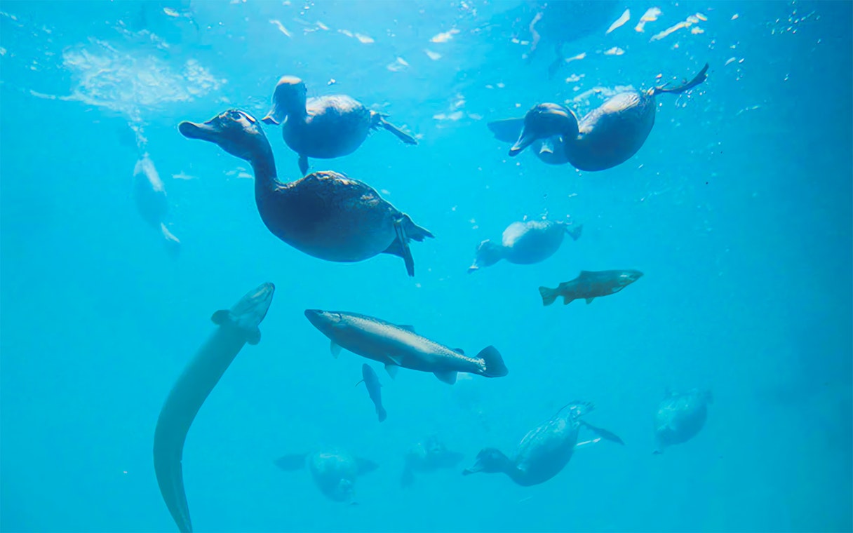 Underwater view of fish swimming with ducks above.