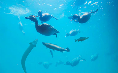 Underwater view of fish swimming with ducks above.