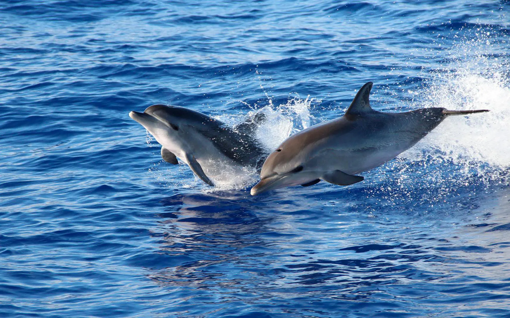 Dolphins leaping from the ocean near Funchal during a catamaran tour.
