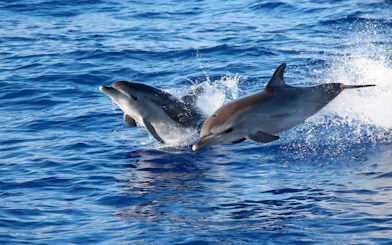 Dolphins leaping from the ocean near Funchal during a catamaran tour.