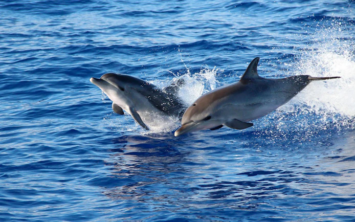 Dolphins leaping from the ocean near Funchal during a catamaran tour.