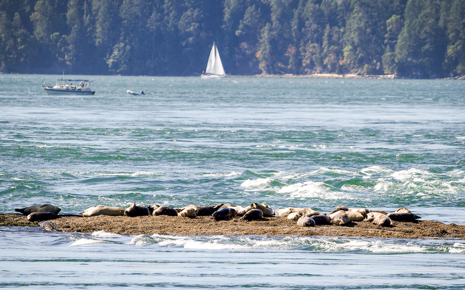 Harbor seals resting on a rocky outcrop in the ocean with boats and forested shoreline in the background.