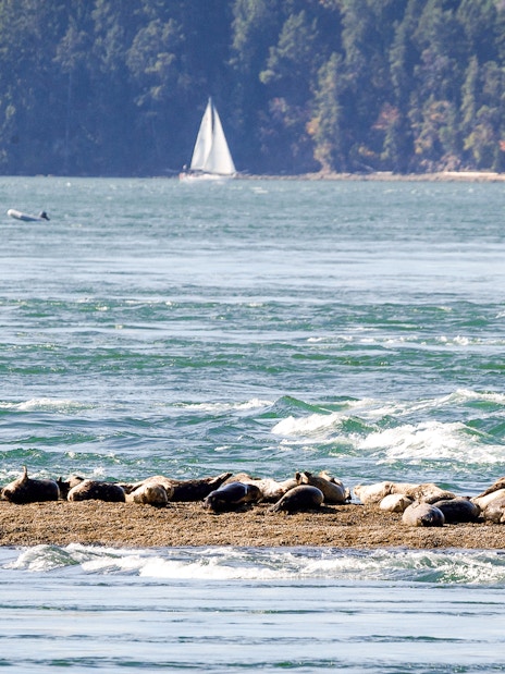 Harbor seals resting on a rocky outcrop in the ocean with boats and forested shoreline in the background.