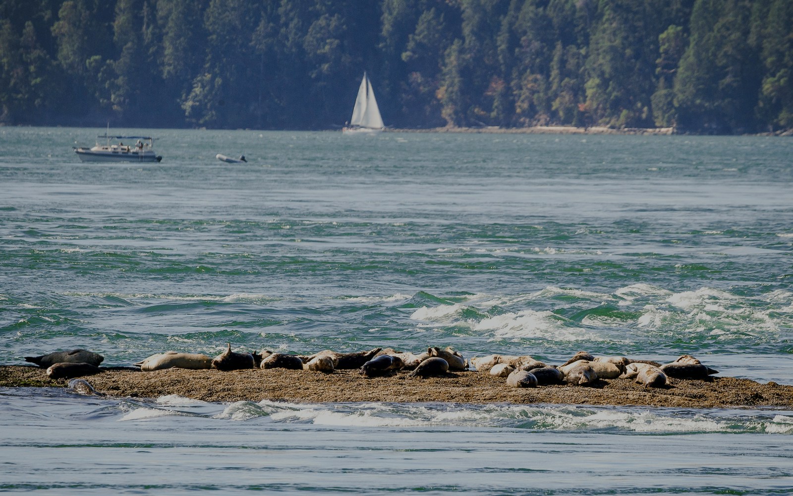 Harbor seals resting on rocky outcrop in Vancouver ocean.